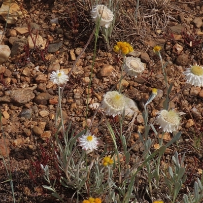 Leucochrysum albicans subsp. tricolor at Adaminaby, NSW - 5 Dec 2020 by AndyRoo