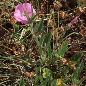 Convolvulus angustissimus subsp. angustissimus (Australian Bindweed) at Adaminaby, NSW - 5 Dec 2020 by AndyRoo