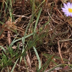 Brachyscome rigidula (Hairy Cut-leaf Daisy) at Adaminaby, NSW - 5 Dec 2020 by AndyRoo