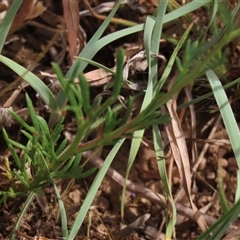 Brachyscome rigidula at Adaminaby, NSW - 5 Dec 2020 10:23 AM