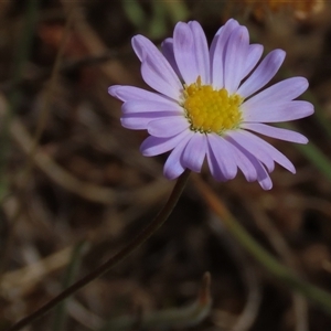 Brachyscome rigidula at Adaminaby, NSW - 5 Dec 2020 10:23 AM