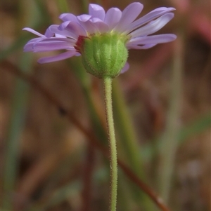 Brachyscome rigidula at Adaminaby, NSW - 5 Dec 2020 10:23 AM