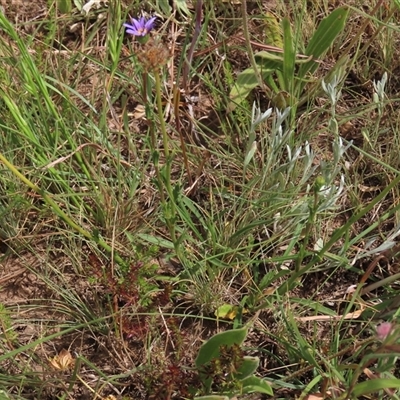 Calotis scabiosifolia var. integrifolia at Adaminaby, NSW - 5 Dec 2020 by AndyRoo