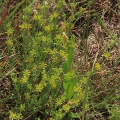 Pimelea curviflora var. sericea at Adaminaby, NSW - 5 Dec 2020 by AndyRoo