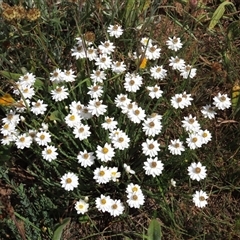 Rhodanthe anthemoides at Adaminaby, NSW - 5 Dec 2020 by AndyRoo