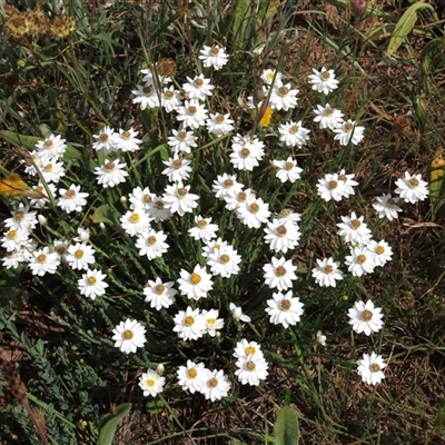 Rhodanthe anthemoides (Chamomile Sunray) at Adaminaby, NSW - 5 Dec 2020 by AndyRoo