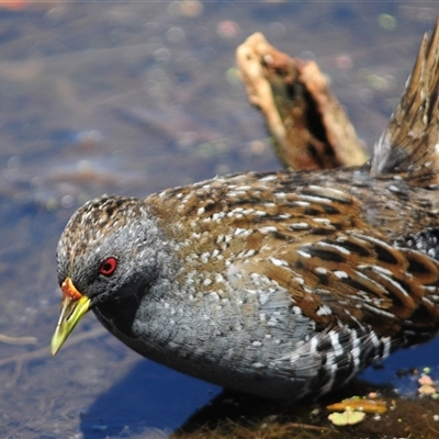 Porzana fluminea (Australian Spotted Crake) at Fyshwick, ACT - 26 Feb 2025 by Harrisi