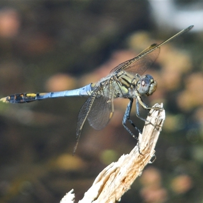 Orthetrum caledonicum (Blue Skimmer) at Fyshwick, ACT - 26 Feb 2025 by Harrisi