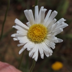 Brachyscome aculeata (Hill Daisy) at Adaminaby, NSW - 5 Dec 2020 by AndyRoo