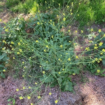 Hirschfeldia incana (Buchan Weed) at Watson, ACT - 26 Feb 2025 by waltraud