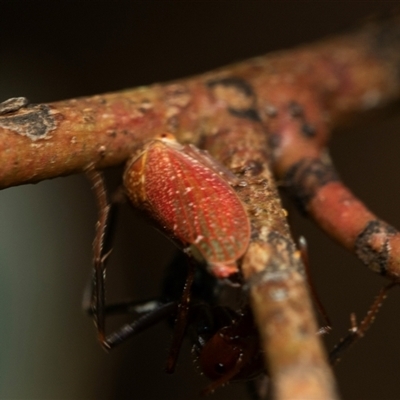 Katipo rubrivenosa (A leafhopper) at Weston, ACT - 17 Feb 2025 by AlisonMilton