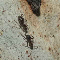 Dolichoderinae (subfamily) at Acton, ACT - 10 Feb 2025 by AlisonMilton