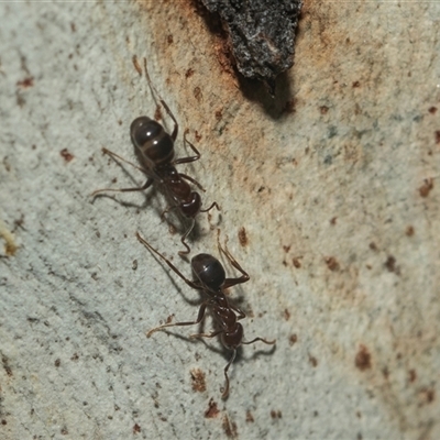 Dolichoderinae (subfamily) at Acton, ACT - 10 Feb 2025 by AlisonMilton