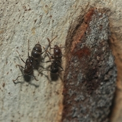 Dolichoderinae (subfamily) at Acton, ACT - 10 Feb 2025 01:57 PM