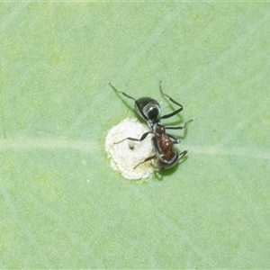 Iridomyrmex rufoniger at Higgins, ACT - 16 Feb 2025 04:38 PM