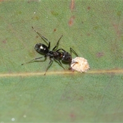 Iridomyrmex sp. (genus) (Ant) at Higgins, ACT - 16 Feb 2025 by AlisonMilton