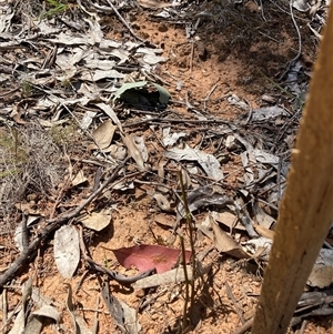 Xerochrysum viscosum (Sticky Everlasting) at Watson, ACT - 24 Feb 2025 by waltraud