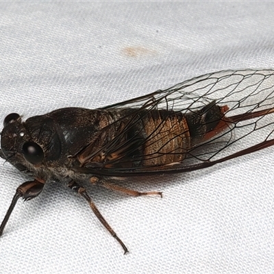 Yoyetta sp. (genus) (Firetail or Ambertail Cicada) at Rosedale, NSW - 22 Feb 2025 by jb2602