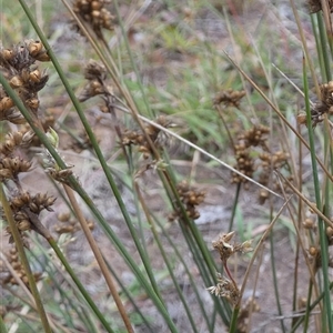 Juncus subsecundus at Queanbeyan West, NSW - 26 Feb 2025 by Paul4K