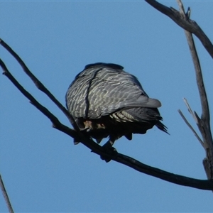 Callocephalon fimbriatum (Gang-gang Cockatoo) at Queanbeyan West, NSW - 27 Feb 2025 by Paul4K