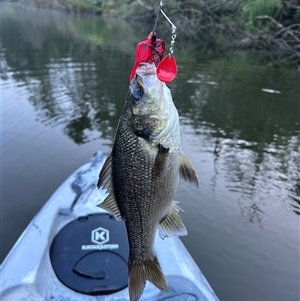 Macquaria novemaculeata (Australian Bass) at Camden, NSW - 2 Nov 2024 by iluka