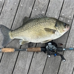 Macquaria novemaculeata (Australian Bass) at Harrington Park, NSW - 27 Feb 2025 by iluka