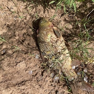 Cyprinus carpio at Camden, NSW - 6 Jan 2024 12:14 PM