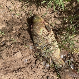 Cyprinus carpio (Common Carp) at Camden, NSW - 6 Jan 2024 by iluka