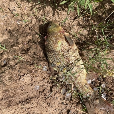 Cyprinus carpio (Common Carp) at Camden, NSW - 6 Jan 2024 by iluka