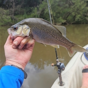 Macquaria novemaculeata (Australian Bass) at Camden South, NSW - 6 Jan 2024 by iluka