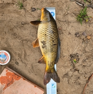 Cyprinus carpio (Common Carp) at Camden South, NSW - 3 Nov 2024 by iluka