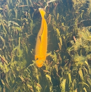 Cyprinus rubrofuscus at Mount Annan, NSW - 25 Oct 2024 by iluka