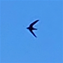 Hirundapus caudacutus (White-throated Needletail) at Braidwood, NSW - 26 Feb 2025 by MatthewFrawley