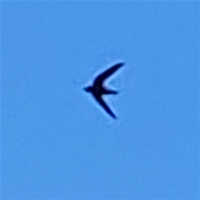 Hirundapus caudacutus (White-throated Needletail) at Braidwood, NSW - 26 Feb 2025 by MatthewFrawley