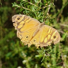 Heteronympha merope (Common Brown Butterfly) at Penrose, NSW - 27 Feb 2025 by Aussiegall