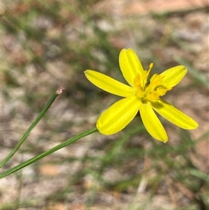 Tricoryne elatior (Yellow Rush Lily) at Curtin, ACT - 26 Feb 2025 by RAllen