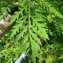 Ambrosia artemisiifolia (Common Ragweed) at Bunya, QLD - 17 Jan 2022 by MichaelBedingfield