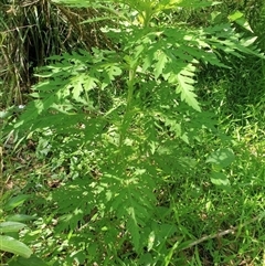 Ambrosia artemisiifolia at Bunya, QLD - 17 Jan 2022 09:19 AM