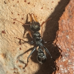 Myrmecia sp., pilosula-group (Jack jumper) at Acton, ACT - 10 Feb 2025 by AlisonMilton