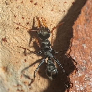 Myrmecia sp., pilosula-group (Jack jumper) at Acton, ACT - 10 Feb 2025 by AlisonMilton