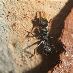 Myrmecia sp., pilosula-group at Acton, ACT - 10 Feb 2025 02:00 PM