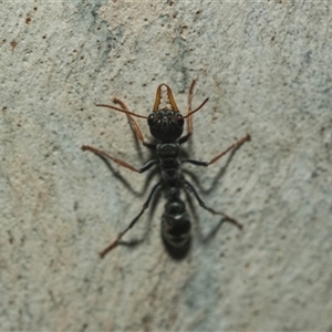 Myrmecia sp., pilosula-group (Jack jumper) at Weston, ACT - 17 Feb 2025 by AlisonMilton