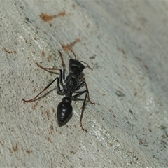 Myrmecia sp., pilosula-group at Weston, ACT - 17 Feb 2025 10:39 AM