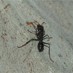 Myrmecia sp., pilosula-group at Weston, ACT - 17 Feb 2025 10:39 AM