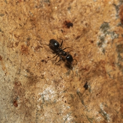 Anonychomyrma sp. (genus) (Black Cocktail Ant) at Weston, ACT - 17 Feb 2025 by AlisonMilton