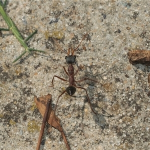 Myrmecia nigriceps (Black-headed bull ant) at Weston, ACT - 17 Feb 2025 by AlisonMilton