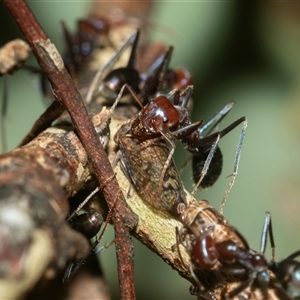 Iridomyrmex purpureus (Meat Ant) at Weston, ACT - 17 Feb 2025 by AlisonMilton