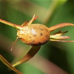 Paropsis atomaria (Eucalyptus leaf beetle) at Weston, ACT - 17 Feb 2025 by AlisonMilton