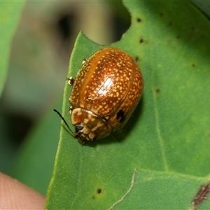 Paropsisterna cloelia at Holder, ACT - 17 Feb 2025 01:13 PM