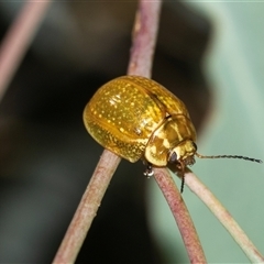 Paropsisterna cloelia (Eucalyptus variegated beetle) at Weston, ACT - 17 Feb 2025 by AlisonMilton